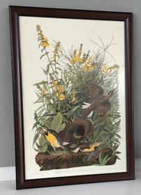 Original Audubon Abbeville Edition Print 202//280